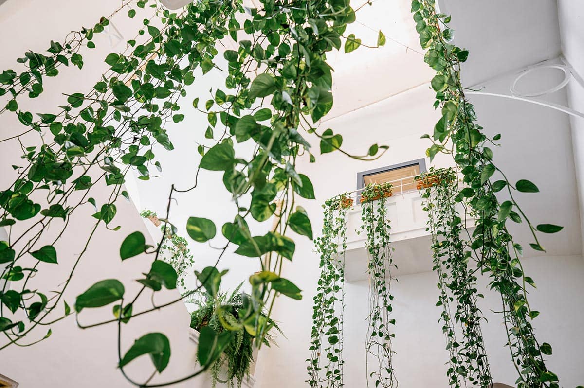 Magical Indoor Hanging Vines Lush hanging vines creating a magical indoor garden, a unique detail for a Palazzo Confalone wedding Ravello